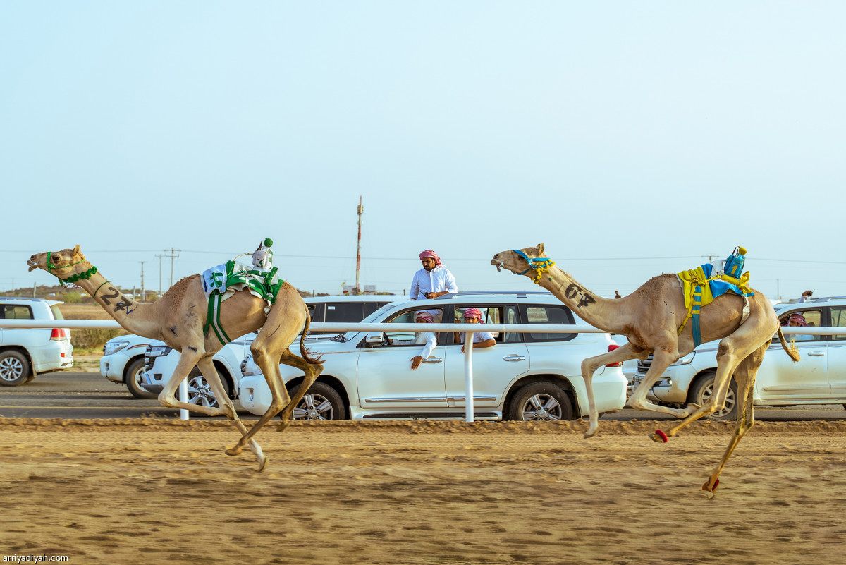 100 ألف مطية